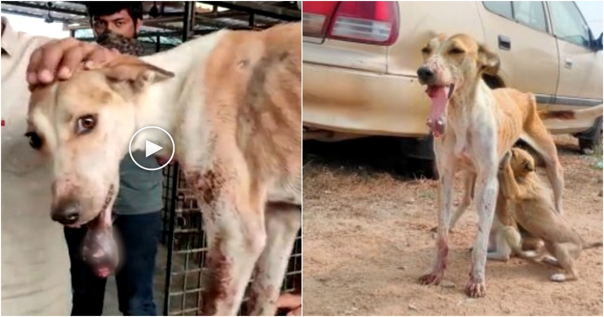 From Despair to Delight: Courageous Dog Conquers Broken Jaw and Teeth, Radiating Joy With a Beautiful Smile