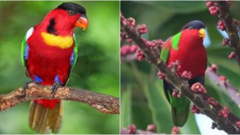 Be ready to be spellbound by the radiant elegance of the Collared Lory, an awe-inspiring bird species that adorns tropical landscapes with its vibrant and captivating presence.