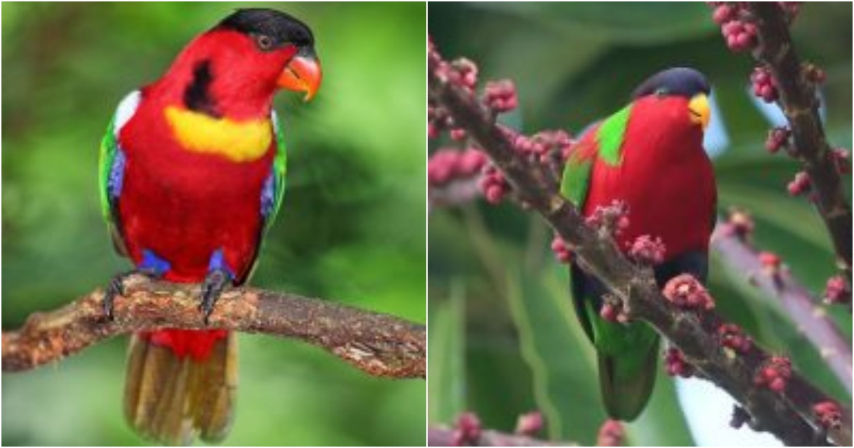 Be ready to be spellbound by the radiant elegance of the Collared Lory, an awe-inspiring bird species that adorns tropical landscapes with its vibrant and captivating presence.