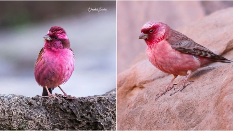 Introducing the Pink-browed Rosefinch A Whimsical Flight of Raspberry and Deep Pink