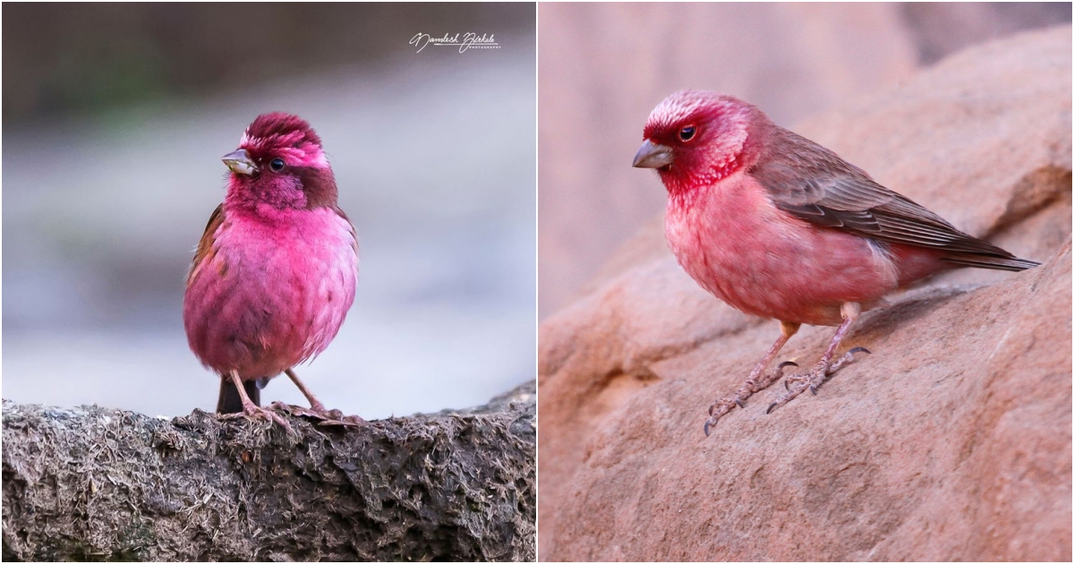 Introducing the Pink-browed Rosefinch A Whimsical Flight of Raspberry and Deep Pink