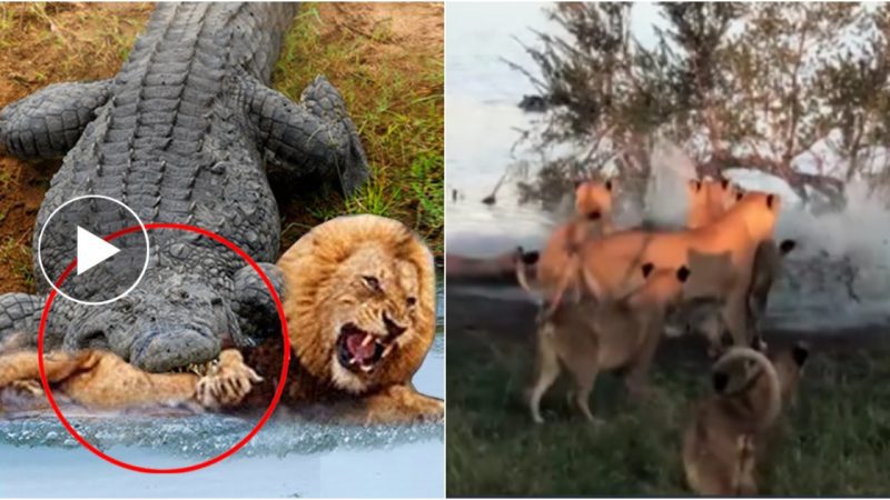 Terrifying Encounter Crocodile Attacks Lion in a Fierce Clash