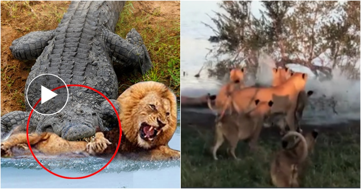 Terrifying Encounter Crocodile Attacks Lion in a Fierce Clash