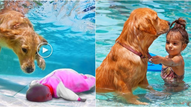 Fearless hero Loyal dog saves a child from a lake, is admired and praised by the owner and the online community.