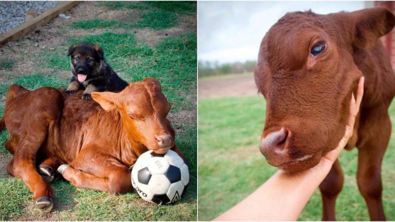 The Heartwarming Tale of an Orphaned Cow Embraced by a Dog Family