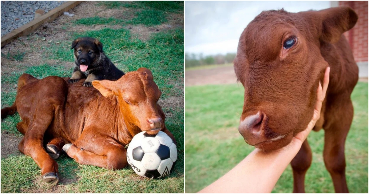The Heartwarming Tale of an Orphaned Cow Embraced by a Dog Family