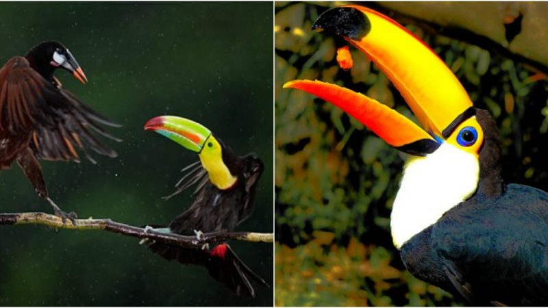 The bird that captivates the wealthy with its unbelievably colorful boat-like beak