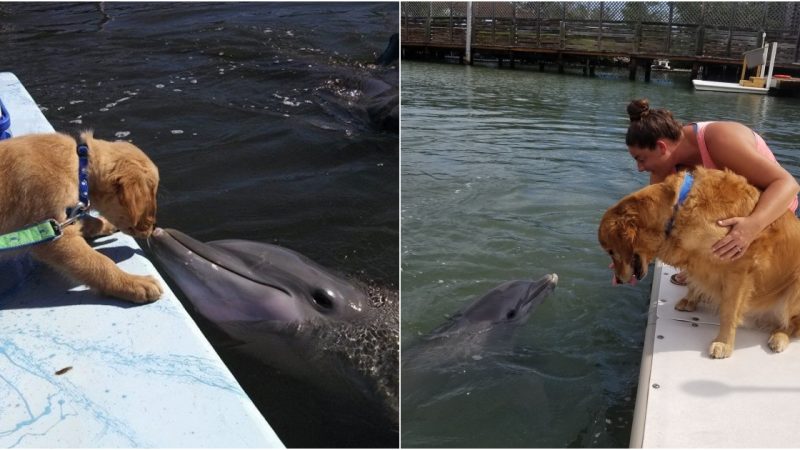 The Mysterious 8-Year Friendship of a Dog and a Dolphin