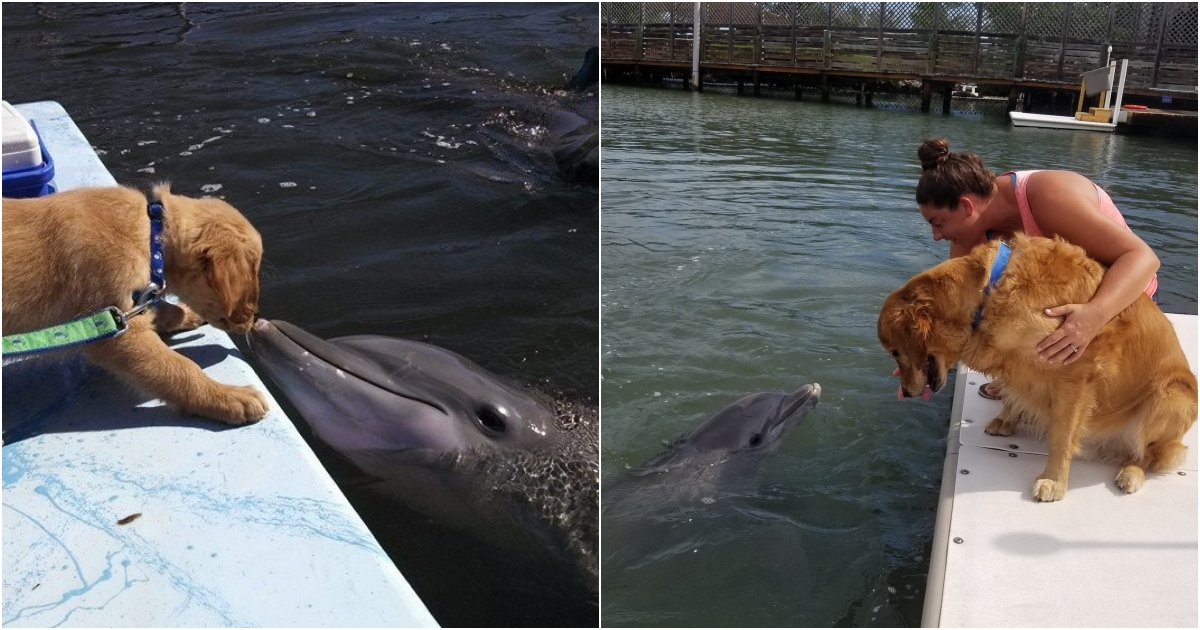 The Mysterious 8-Year Friendship of a Dog and a Dolphin