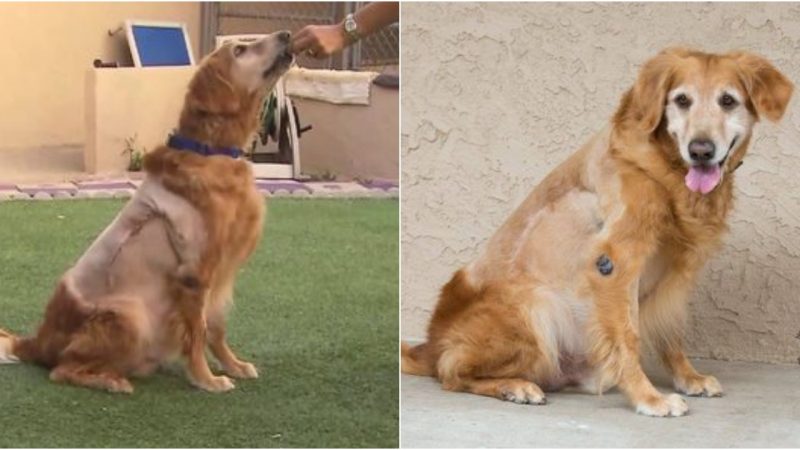 Golden Retriever Abandoned At Beach With 46-Pound Tumor Could Barely Even Walk