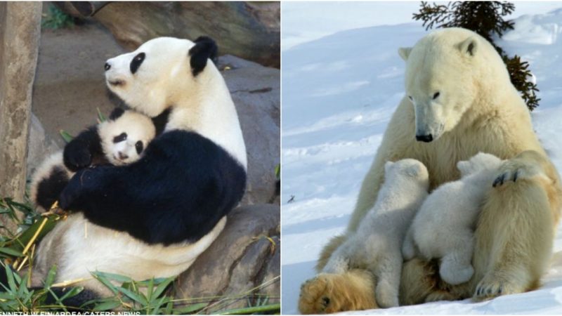 Touching Motherly Love in the Animal World