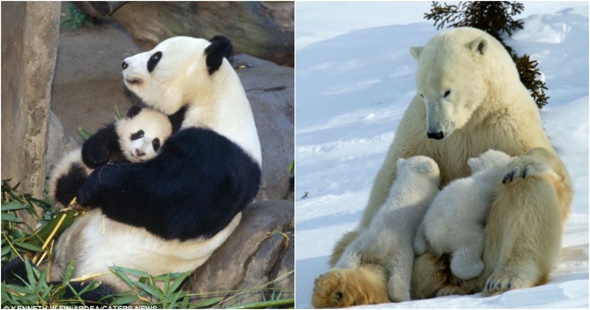 Touching Motherly Love in the Animal World