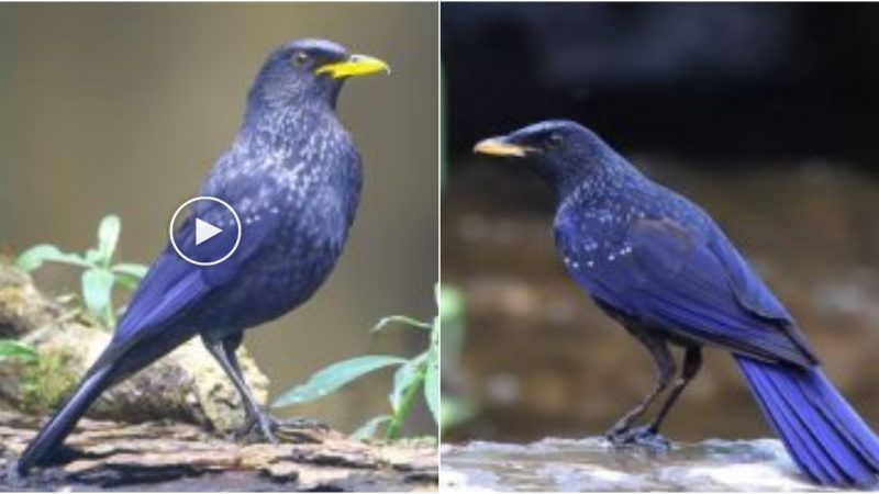 Immerse yourself in the mesmerizing beauty of the Blue Whistling Thrush, as its vibrant plumage and melodious songs create a symphony of wonder in nature’s realm.