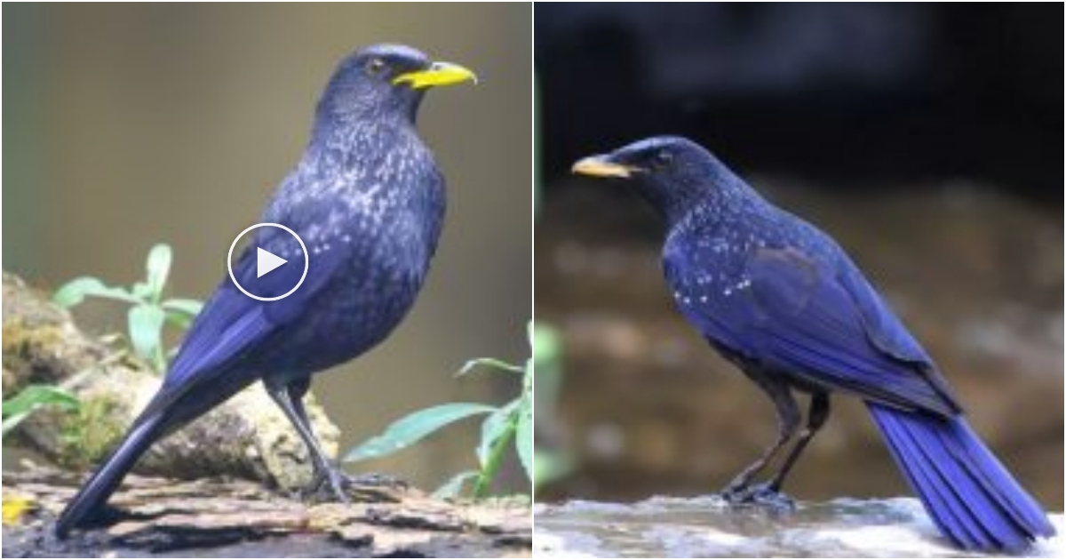 Immerse yourself in the mesmerizing beauty of the Blue Whistling Thrush, as its vibrant plumage and melodious songs create a symphony of wonder in nature’s realm.