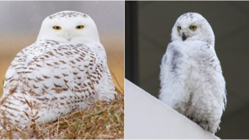 Rare Snowy Owl Spotted in Carlisle, Pennsylvania A Majestic Sight!