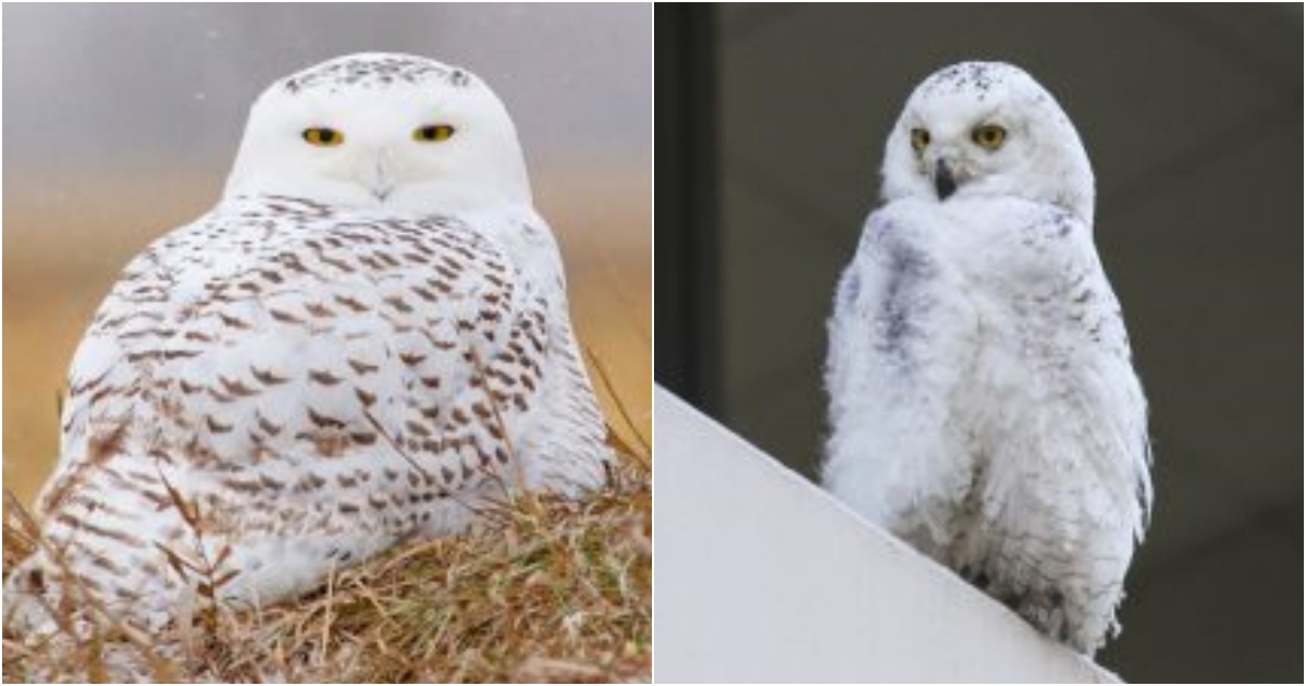 Rare Snowy Owl Spotted in Carlisle, Pennsylvania A Majestic Sight!