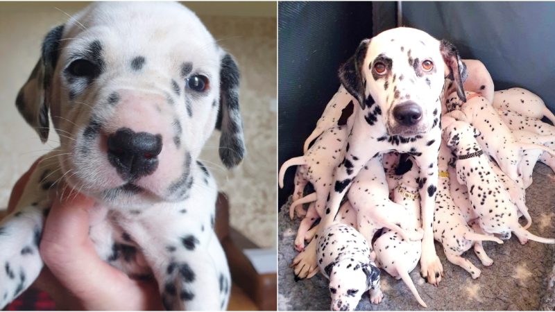 An Unbelievable Miracle: Dalmatian Mother Gives Birth to 18 Chubby Puppies