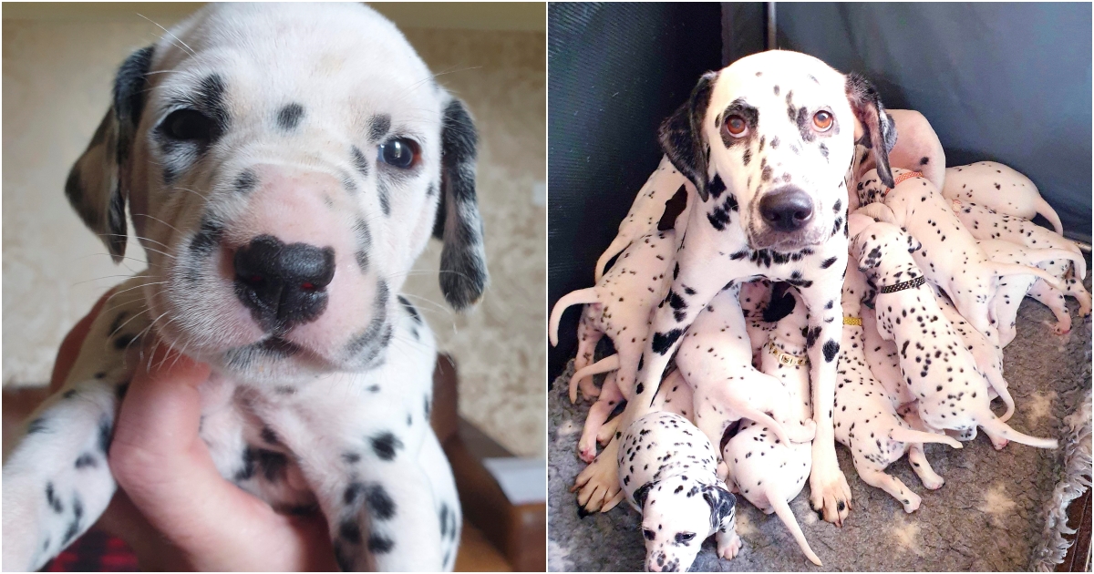 An Unbelievable Miracle: Dalmatian Mother Gives Birth to 18 Chubby Puppies