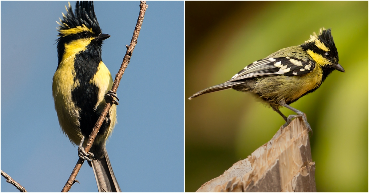 The Enchanting World of the Chi Chi Bird A Melodious Marvel