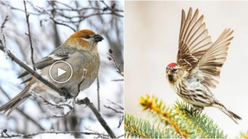 Discover the Enchanting Variety of Winter Finches