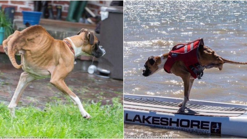 The dog with a deformity in both legs is still happily living every day and becoming an Instagram star