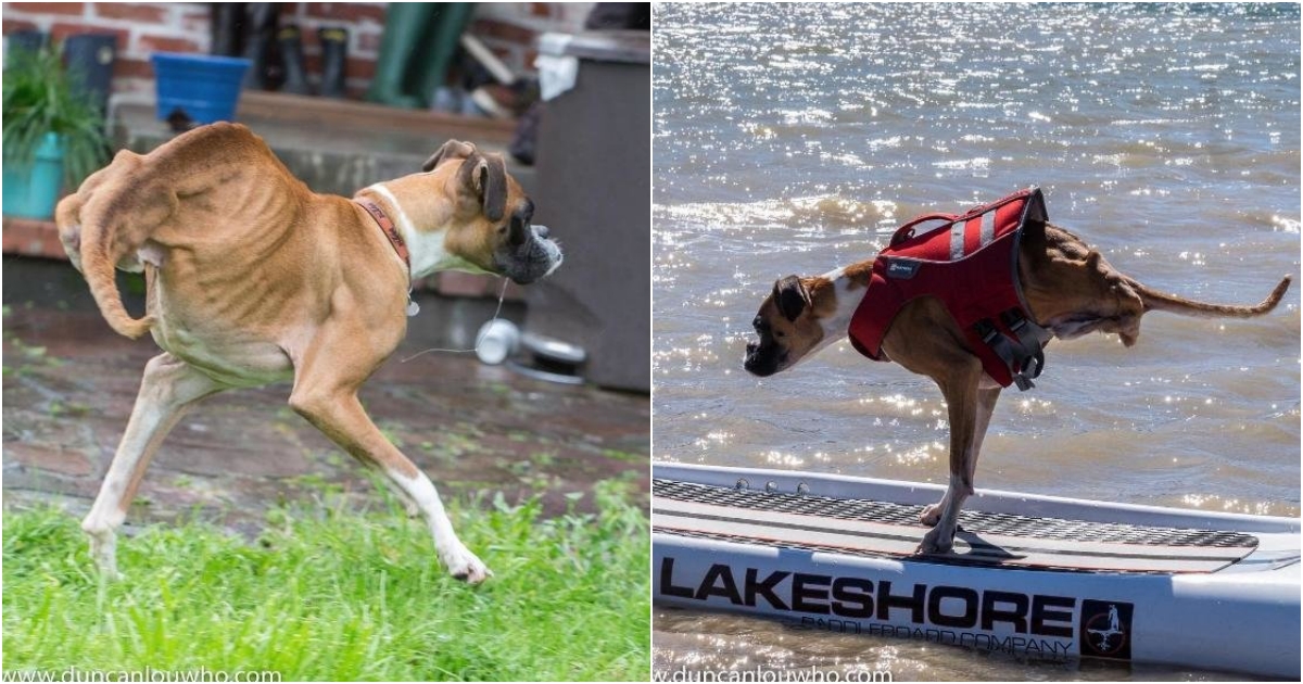 The dog with a deformity in both legs is still happily living every day and becoming an Instagram star