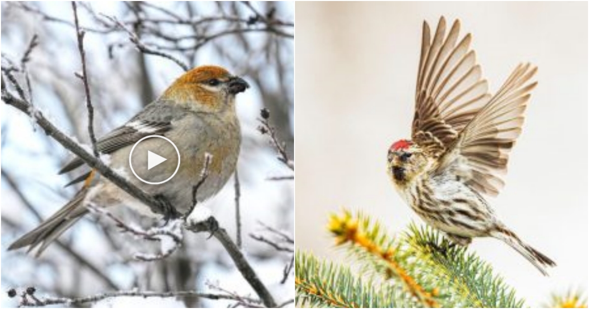 Discover the Enchanting Variety of Winter Finches