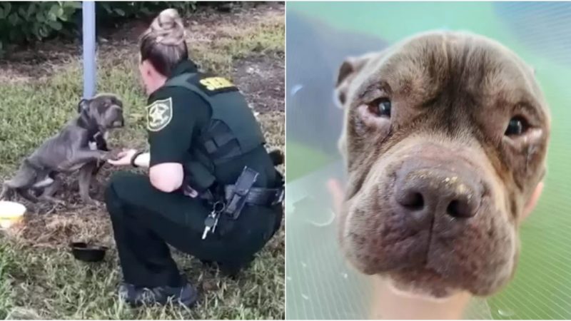 Heartwrenching Rescue: Abandoned Dog Finds Hope in a Caring Officer’s Hands