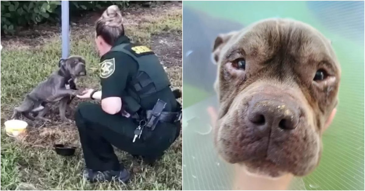 Heartwrenching Rescue: Abandoned Dog Finds Hope in a Caring Officer’s Hands