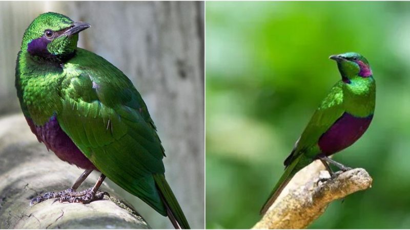 Embarking on an Enchanting Adventure with the Emerald Starling Discovering a Gem among Avian Marvels!