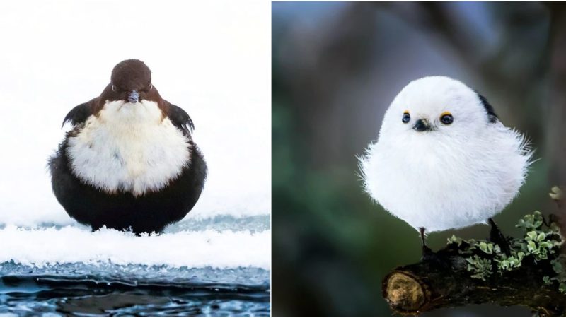 [Fun] Are the Angry Birds real? Don’t believe it? Check out these photos!