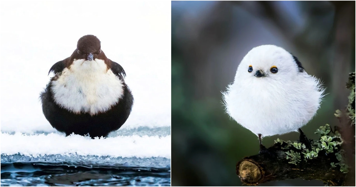 [Fun] Are the Angry Birds real? Don’t believe it? Check out these photos!