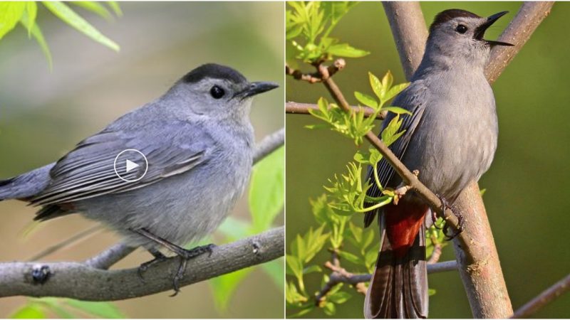 The Gray Catbird A Vocal and Widespread Bird of North America