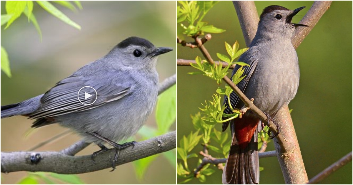 The Gray Catbird A Vocal and Widespread Bird of North America