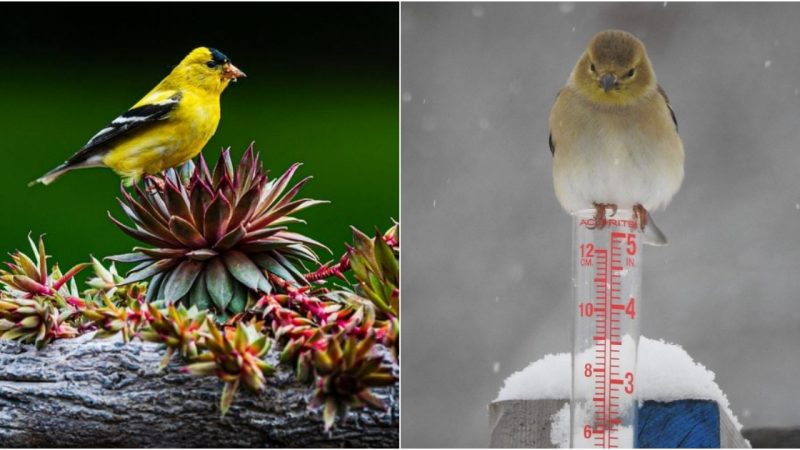 Golden Splendors Unveiled Mesmerizing and Inspiring Portraits of the Goldfinch