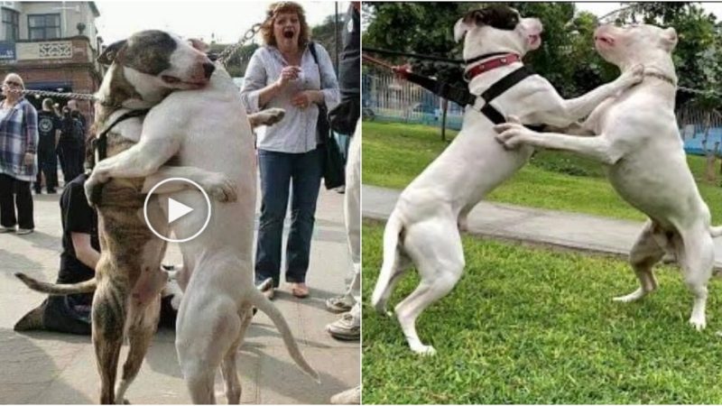 Heartwarming Reunion Unbreakable Bond of Two Dogs Rediscovered After 7 Years, Eliciting Tears of Joy Among Onlookers