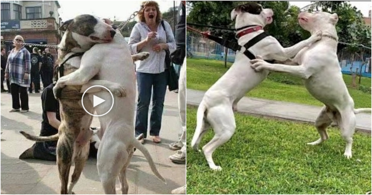 Heartwarming Reunion Unbreakable Bond of Two Dogs Rediscovered After 7 Years, Eliciting Tears of Joy Among Onlookers