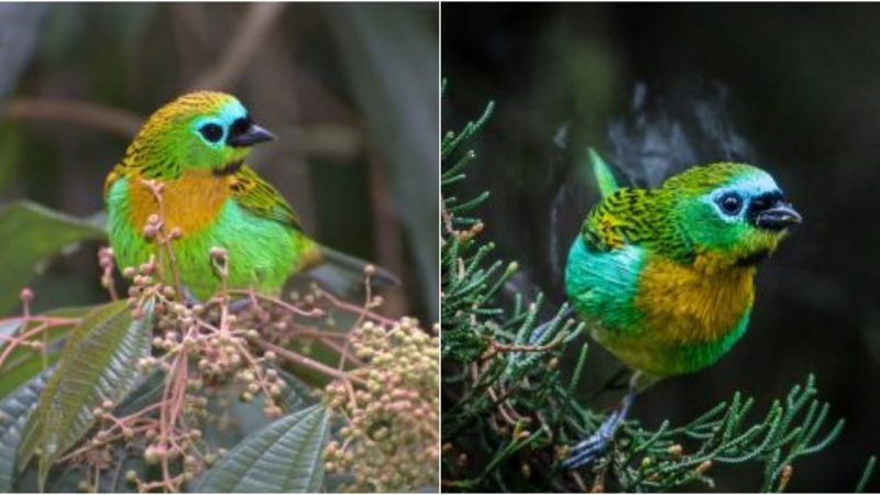 Introducing the Brass-Headed Tanager A Small Forest Dweller with an Unquenchable Energy