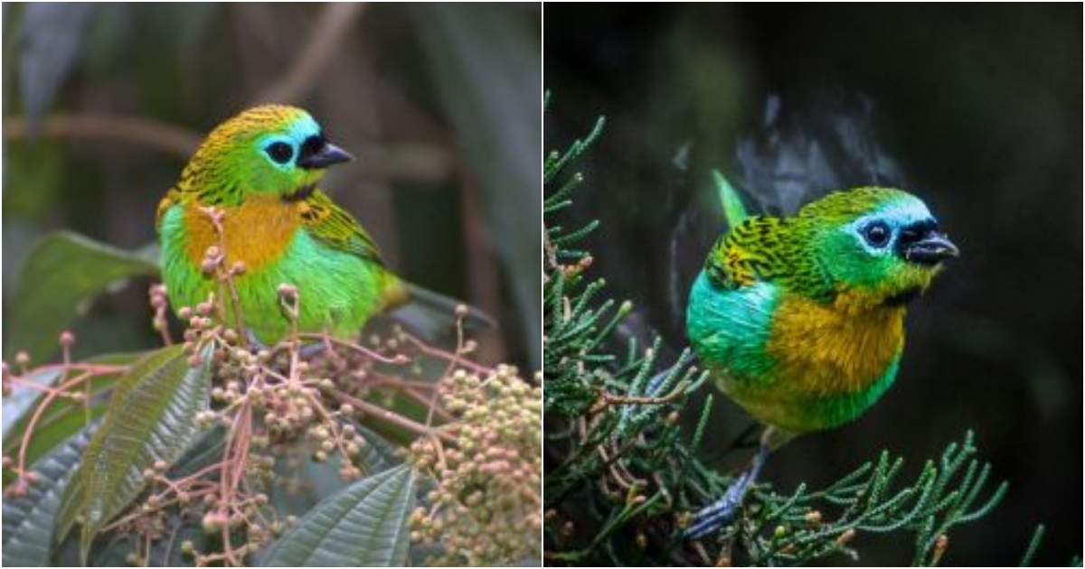 Introducing the Brass-Headed Tanager A Small Forest Dweller with an Unquenchable Energy