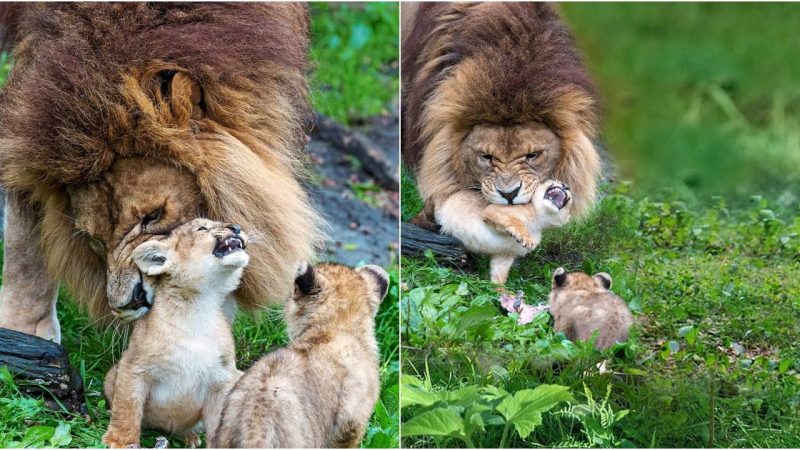 Father Lion Takes on the Challenge of Raising 5 Energetic Cubs as Mother Recovers from Lioness Attack