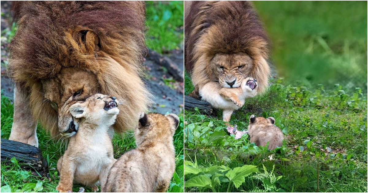 Father Lion Takes on the Challenge of Raising 5 Energetic Cubs as Mother Recovers from Lioness Attack