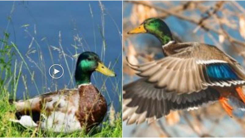 The Majestic Mallard Drake A Stunning Symbol of Nature’s Splendor