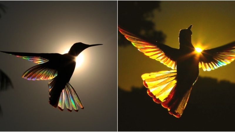 The Enchanting Beauty Of Hummingbirds When Diffraction Rainbow Light Accidentally Enters The Photographer’s Lens