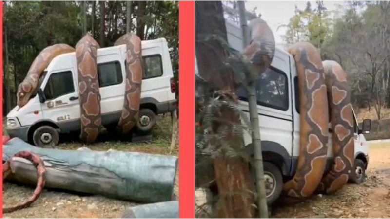 Witness the shocking sight in the animal kingdom as a gigantic snake ensnares a car, leaving spectators in awe and terror.