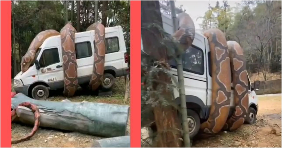 Witness the shocking sight in the animal kingdom as a gigantic snake ensnares a car, leaving spectators in awe and terror.