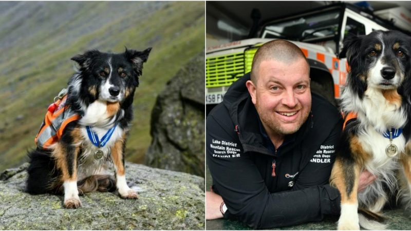 Incredible Mountain Dog Honored for Over 200 Life-Saving Rescues in 11 Years of Service