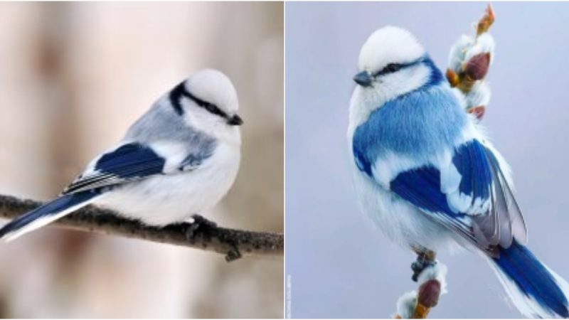 Explore the captivating splendor of the Azure Tit songbird.