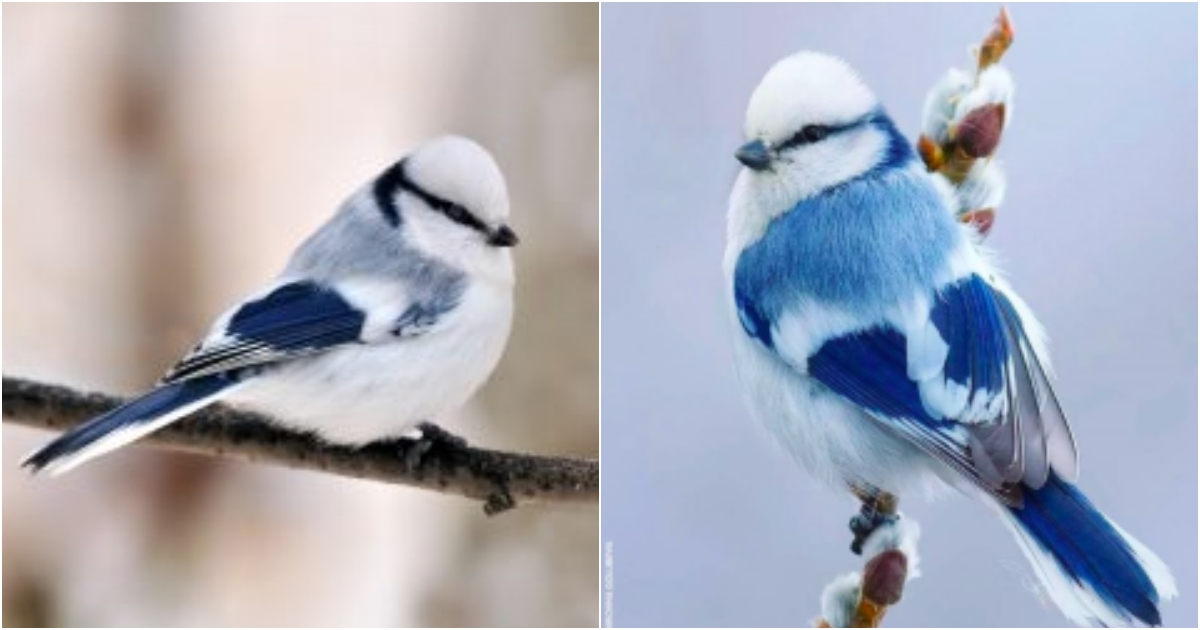 Explore the captivating splendor of the Azure Tit songbird.