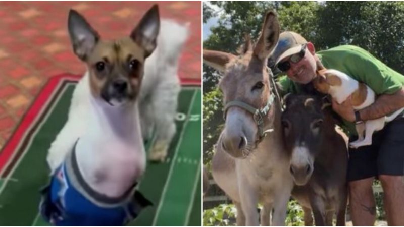 Unwanted for his Two Front Legs The Heartwarming Story of Little Joey