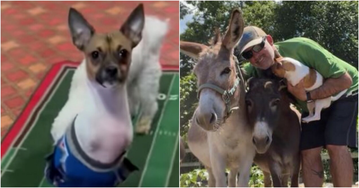 Unwanted for his Two Front Legs The Heartwarming Story of Little Joey